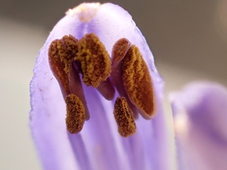 PB251610b.jpg